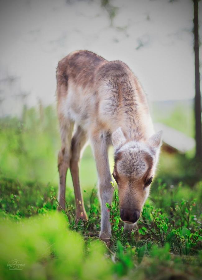 Beautiful Rural Experience With Reindeer Villa Tervola Exterior photo